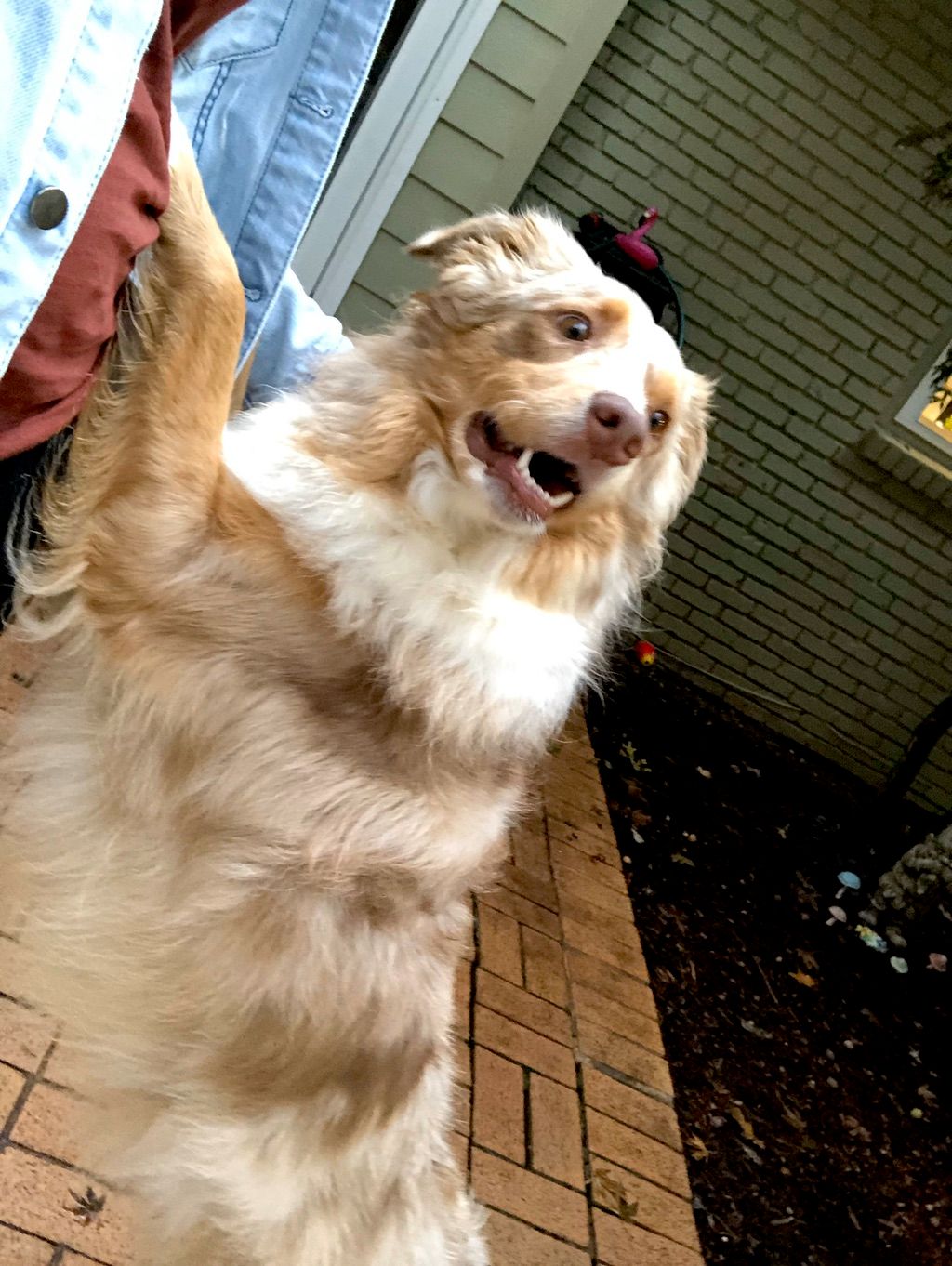 Leo is the sweetest boy!