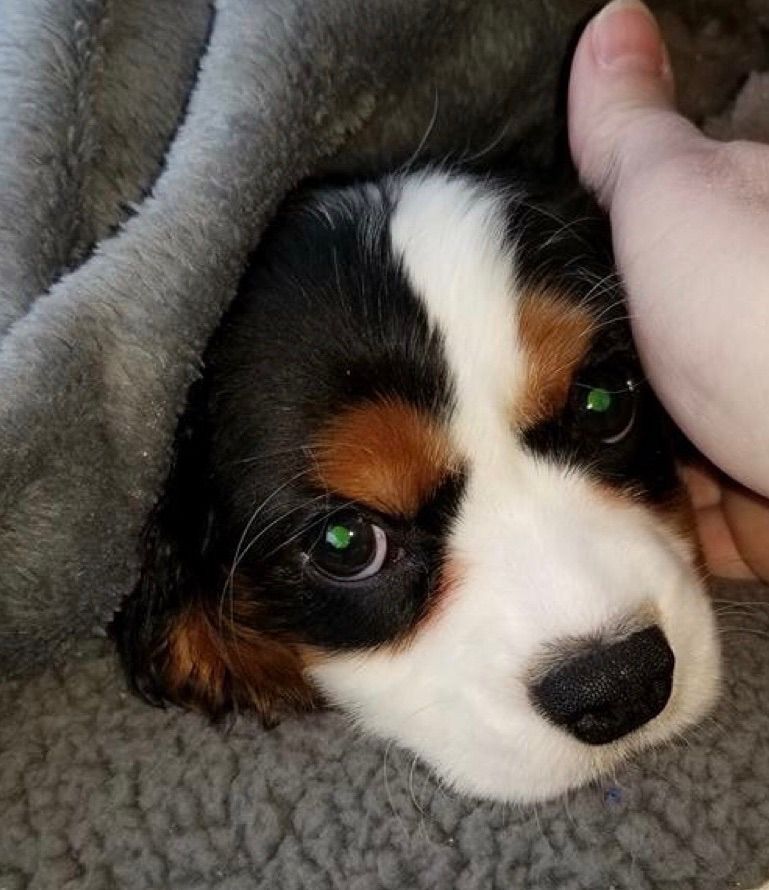 Tiny puppy Tucker
