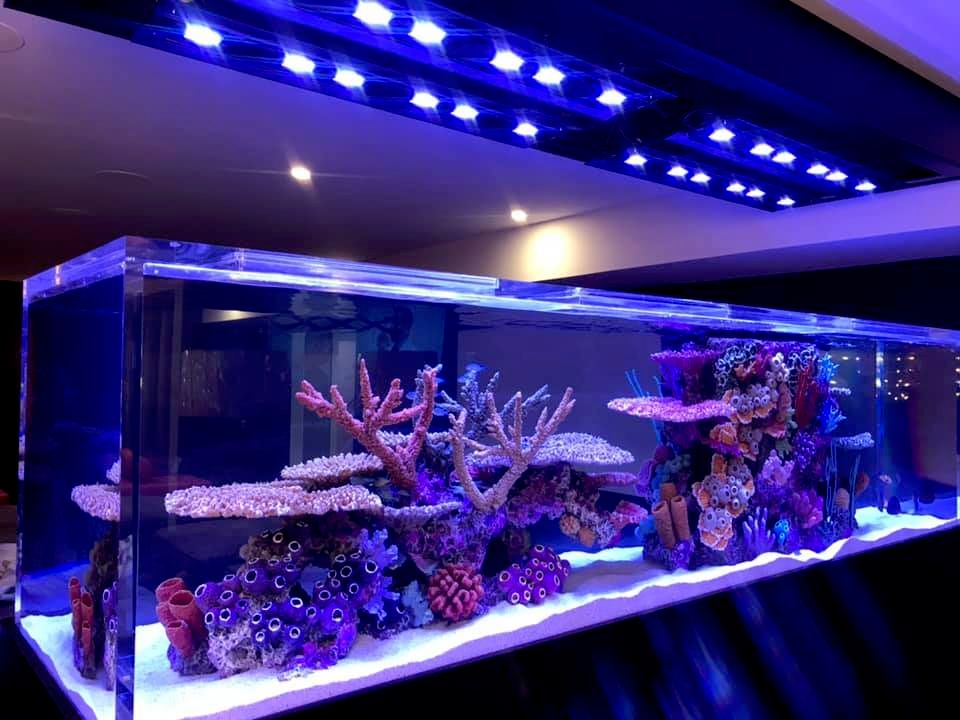 Aquarium Services