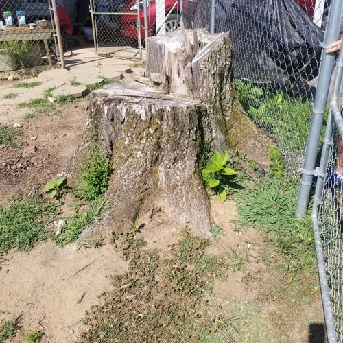 6ft pecan tree stump 