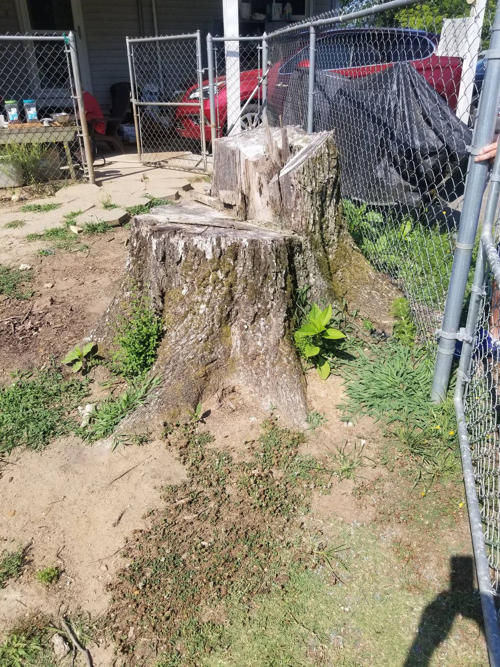 6ft pecan tree stump 