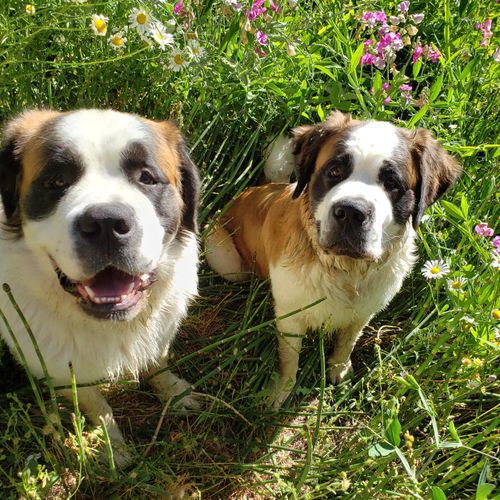 Our babies, including two St. Bernard dogs and a t