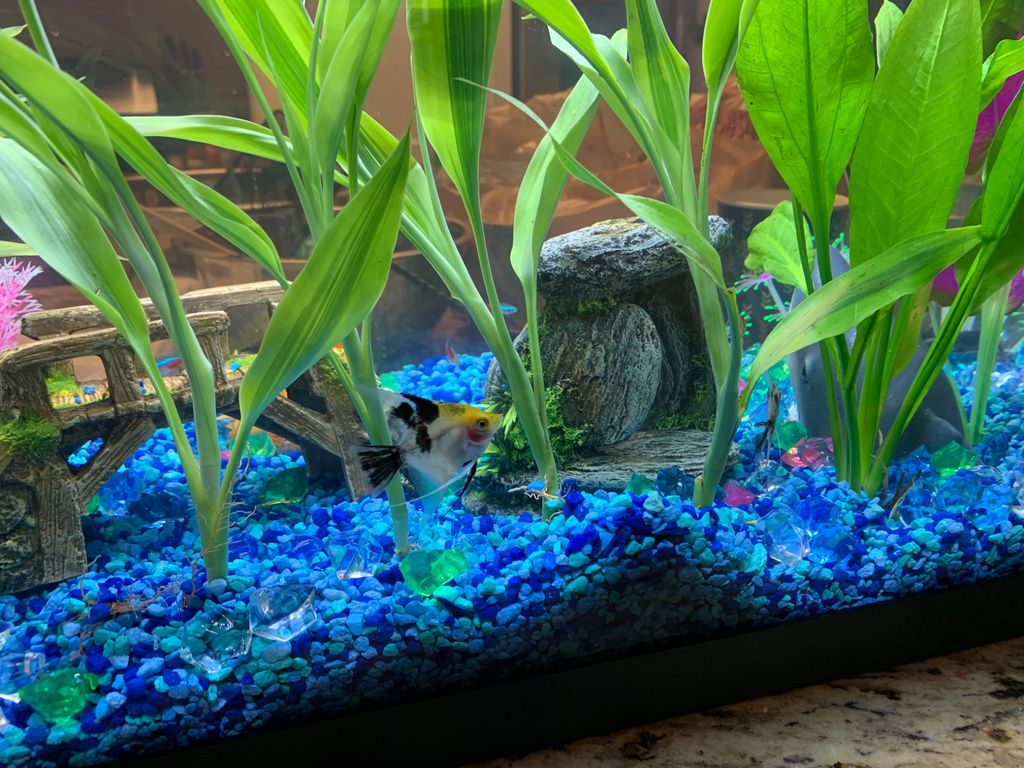 Customer photos