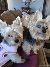 Roxie, my dog and wiley long term client