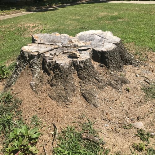 Tree Stump Grinding and Removal