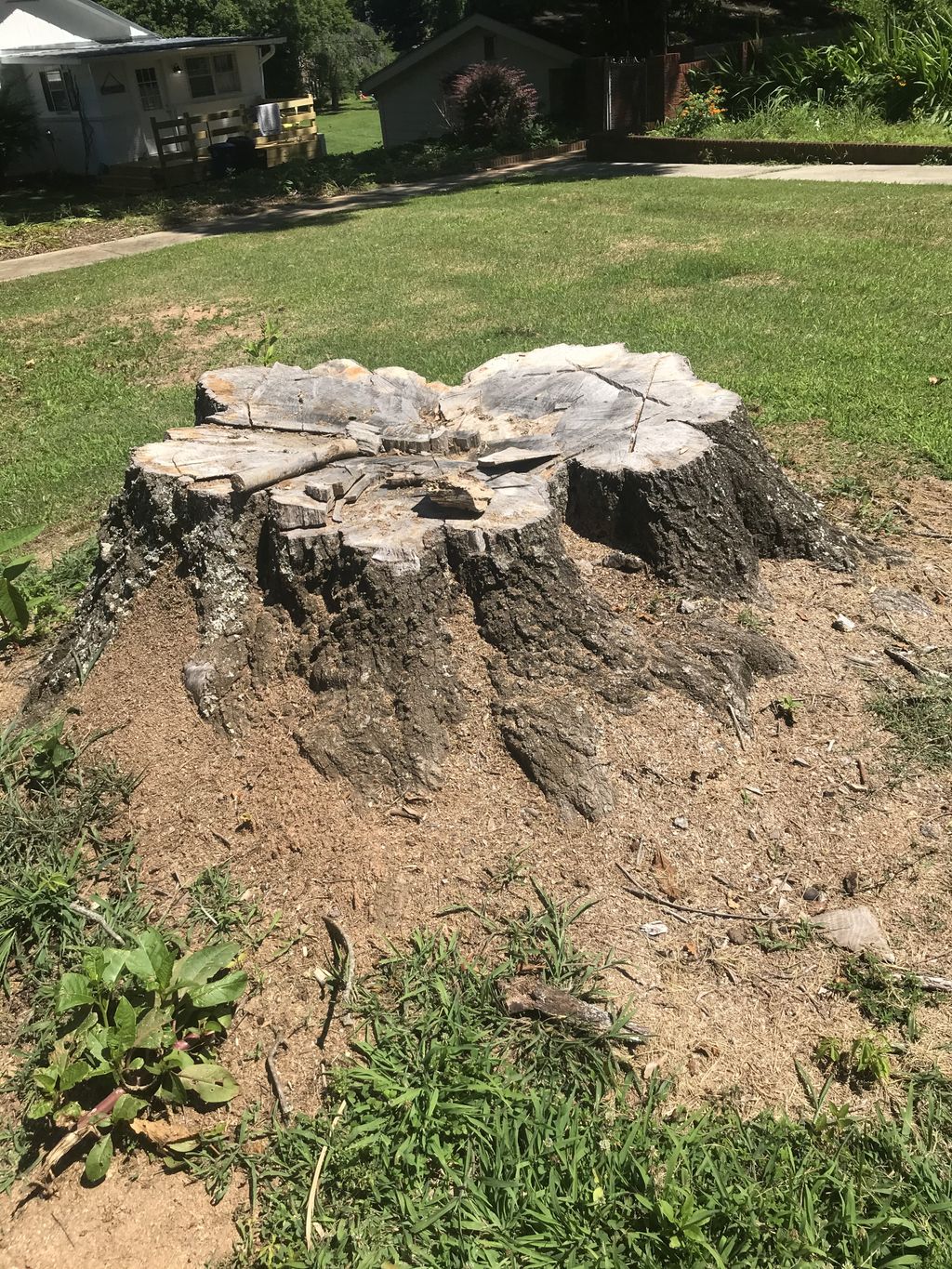 Tree Stump Grinding and Removal