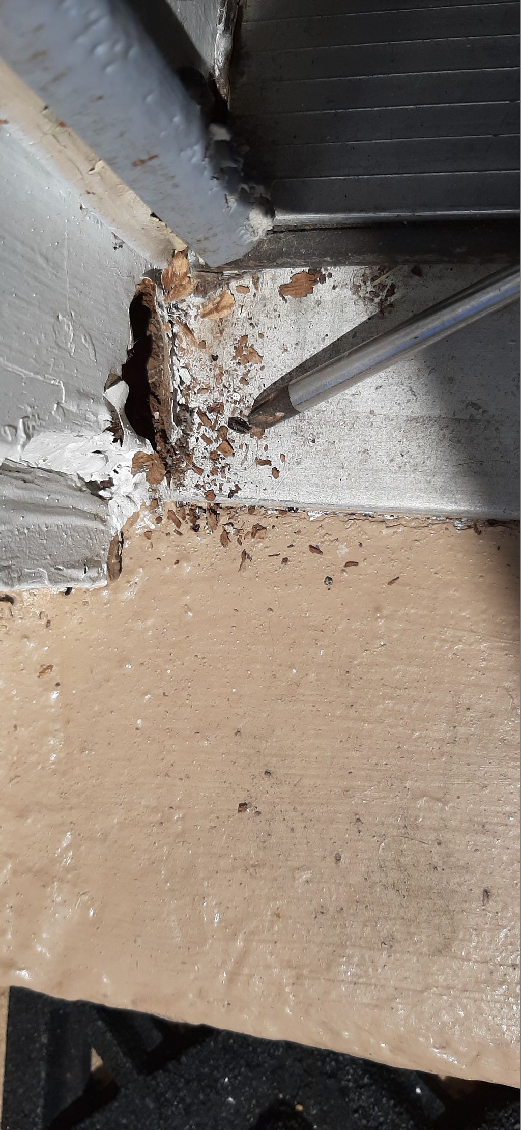 Wood Decay