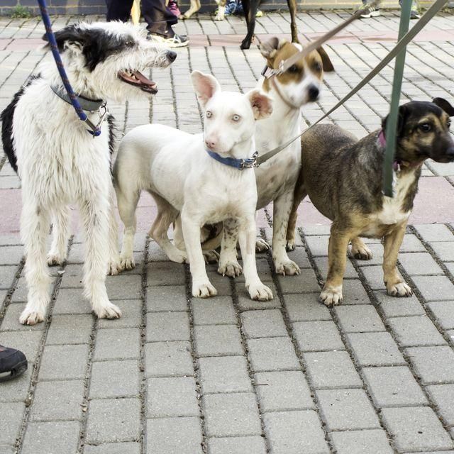 DC Petsters