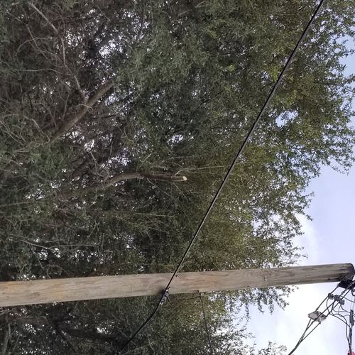 We had a tree trimmed around a pole. The guys were