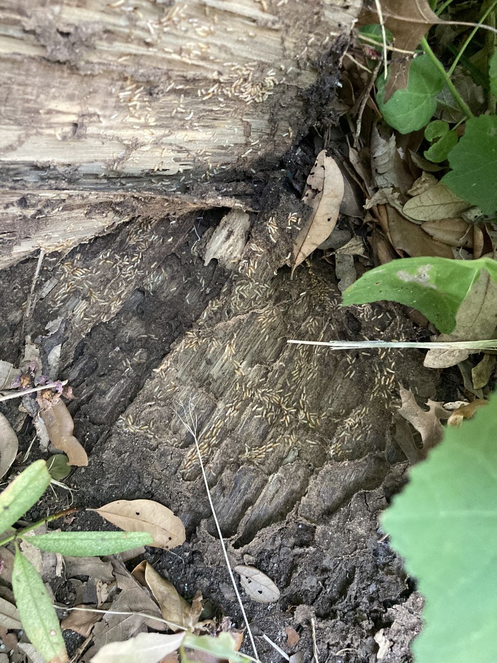 Wood Destroying Insects