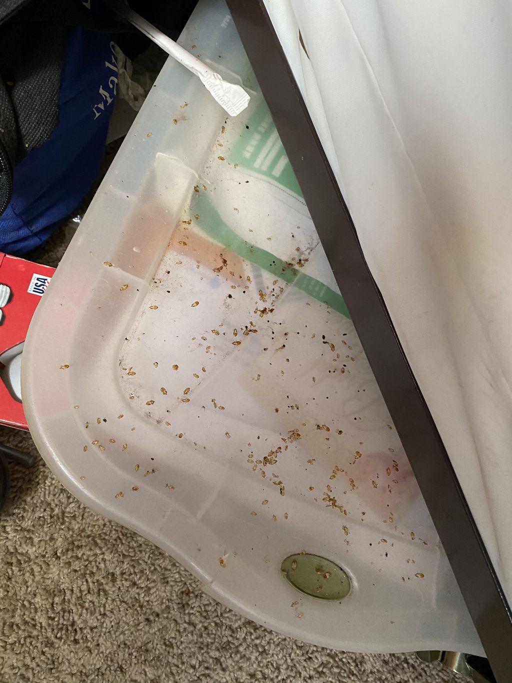 Dead bed bugs after heat treatment