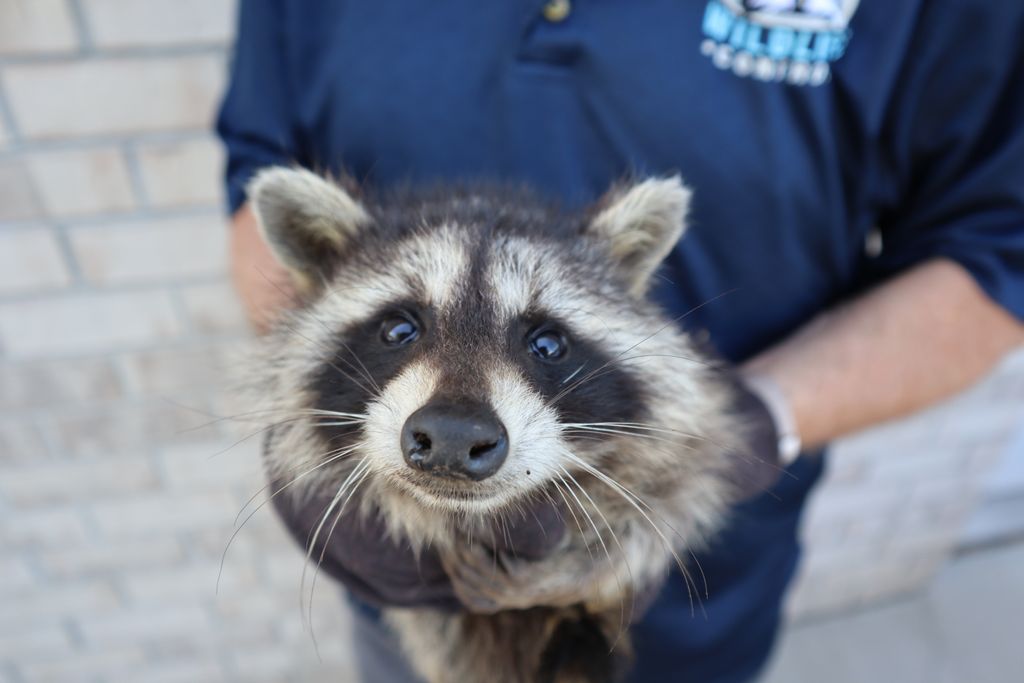 Raccoon Removal