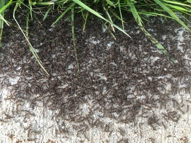 Colonies of Ants