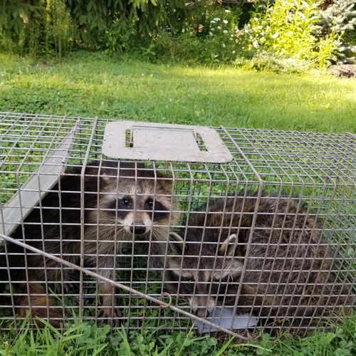 Two raccoons safely removed from a garage in Averi
