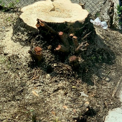 I had a large stump removal. The team arrived with