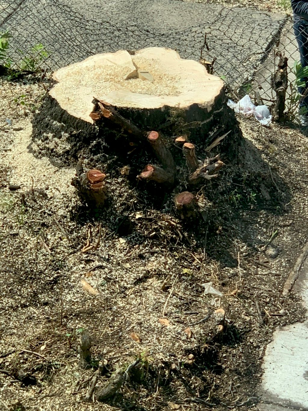 I had a large stump removal. The team arrived with