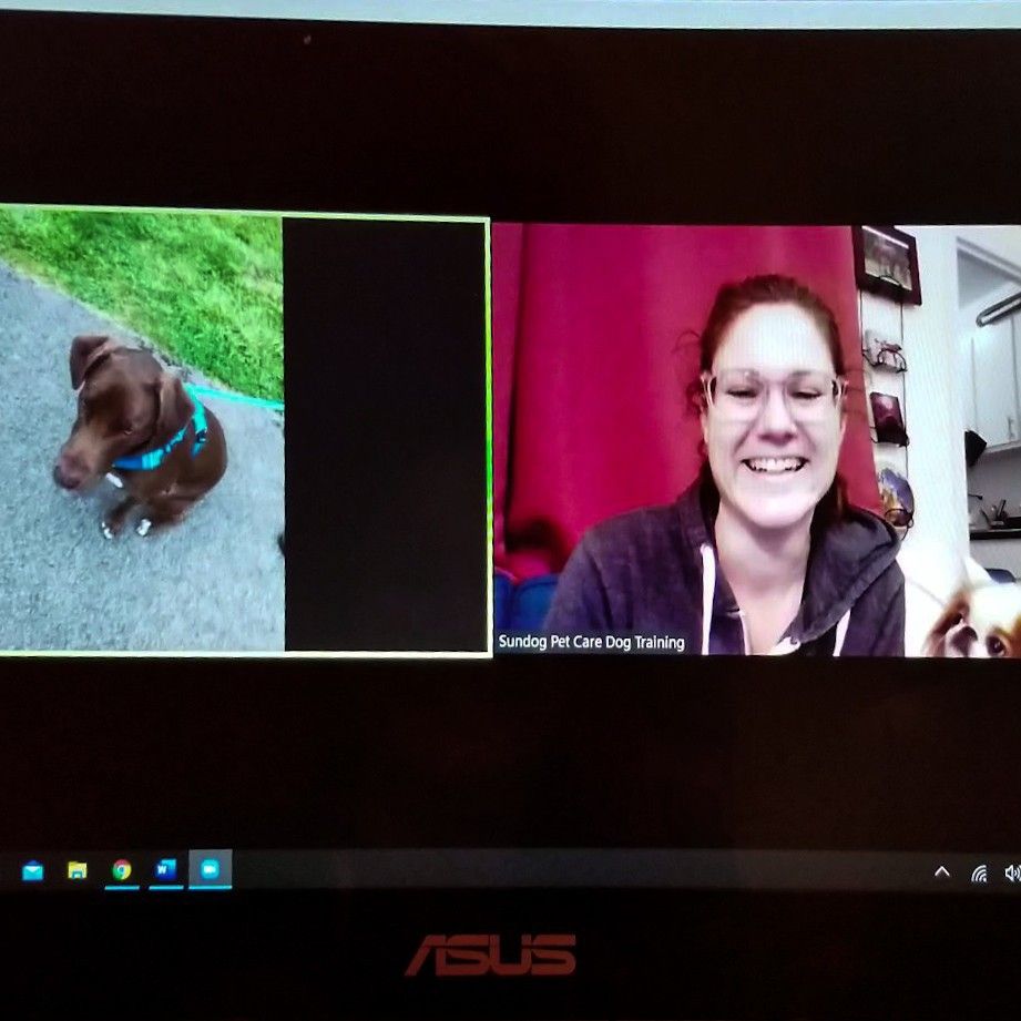 The 10 Best Dog Trainers in New York, NY (with Free Estimates)