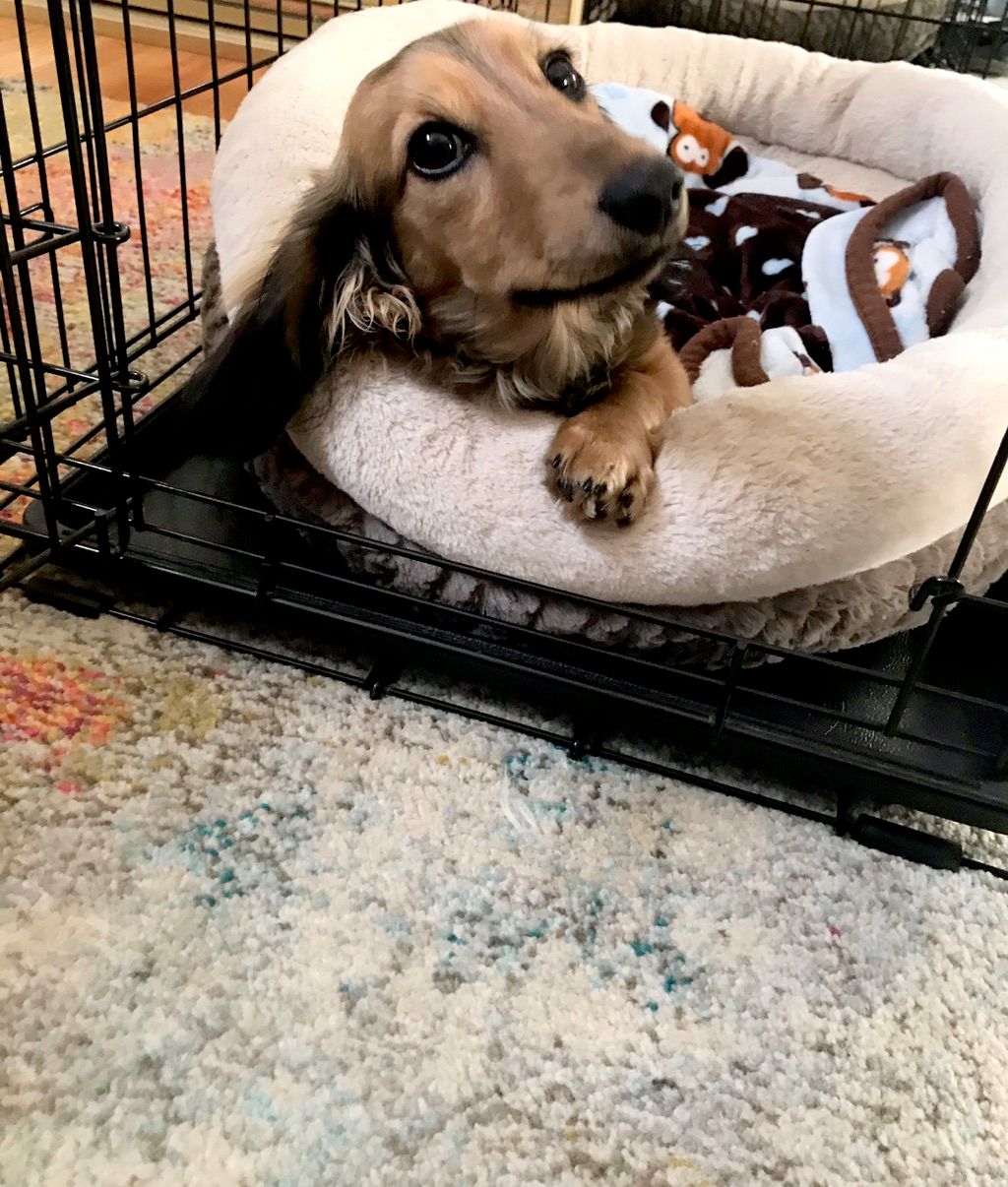 Crate training.