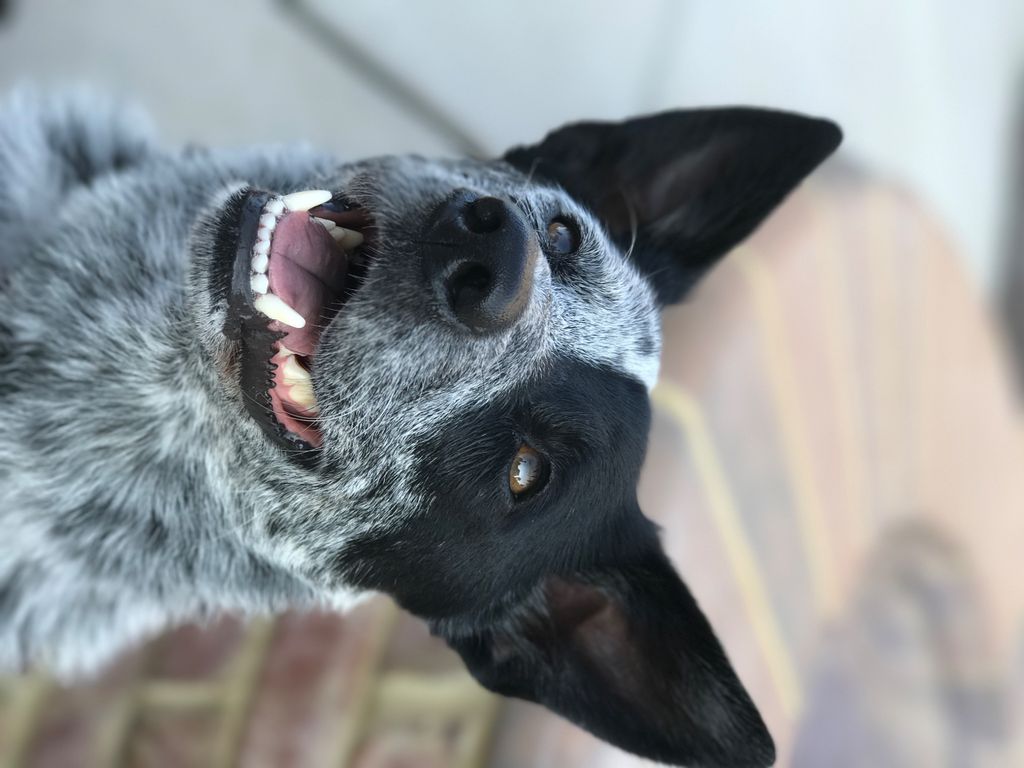 We have two very different dogs, a bossy Blue Heel