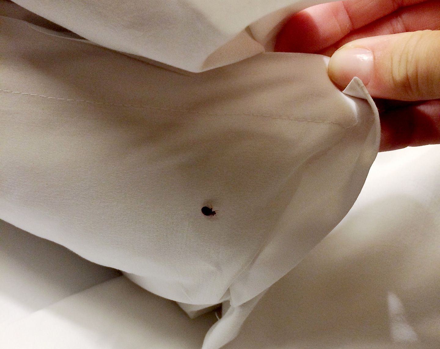 bed bug on pillow