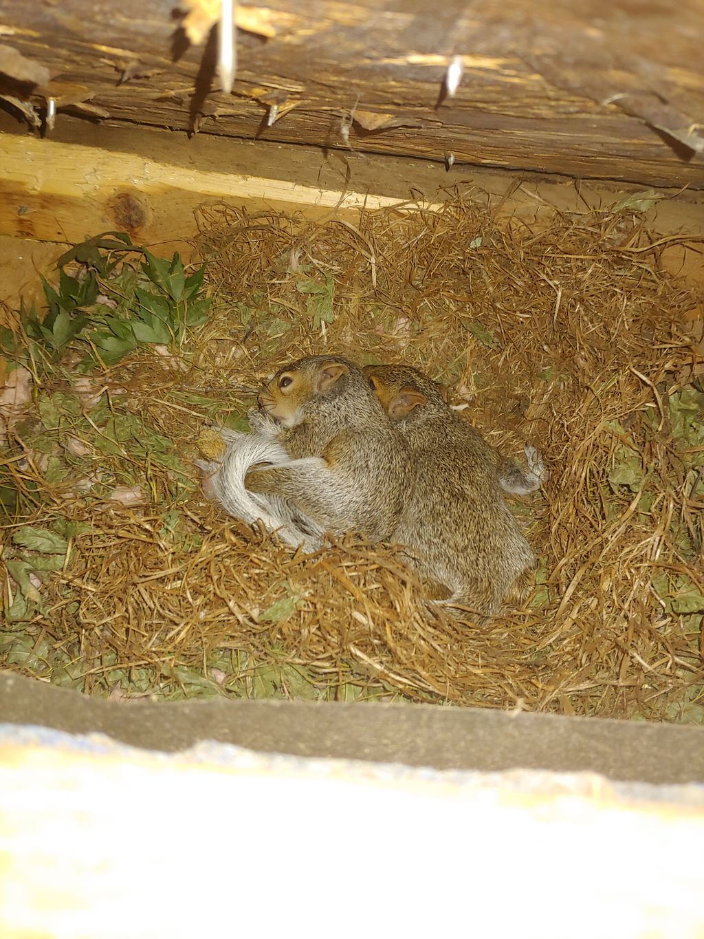 Squirrel Removal
