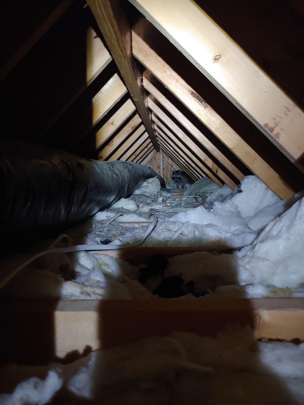 Raccoon Removal