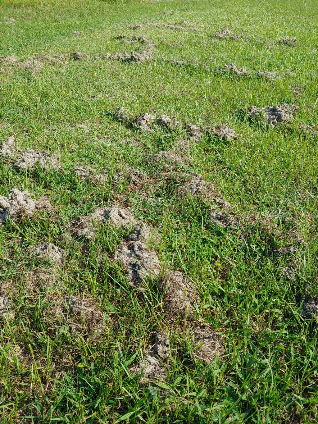 Mole Removal