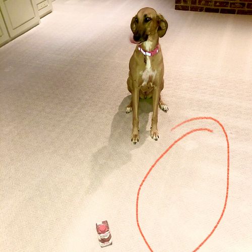 Nico's Carpet Cleaning Irving, TX Thumbtack