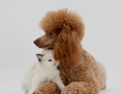 zen dog mobile grooming