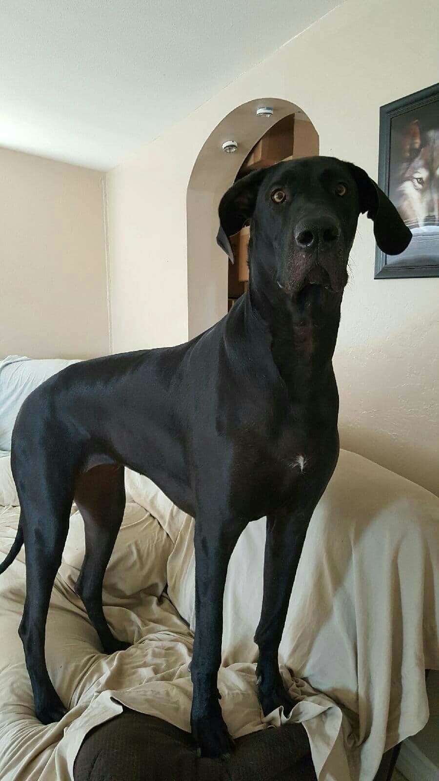 Matilla