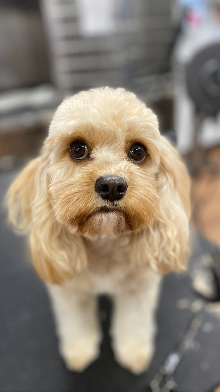 pet grooming for aggressive dogs near me