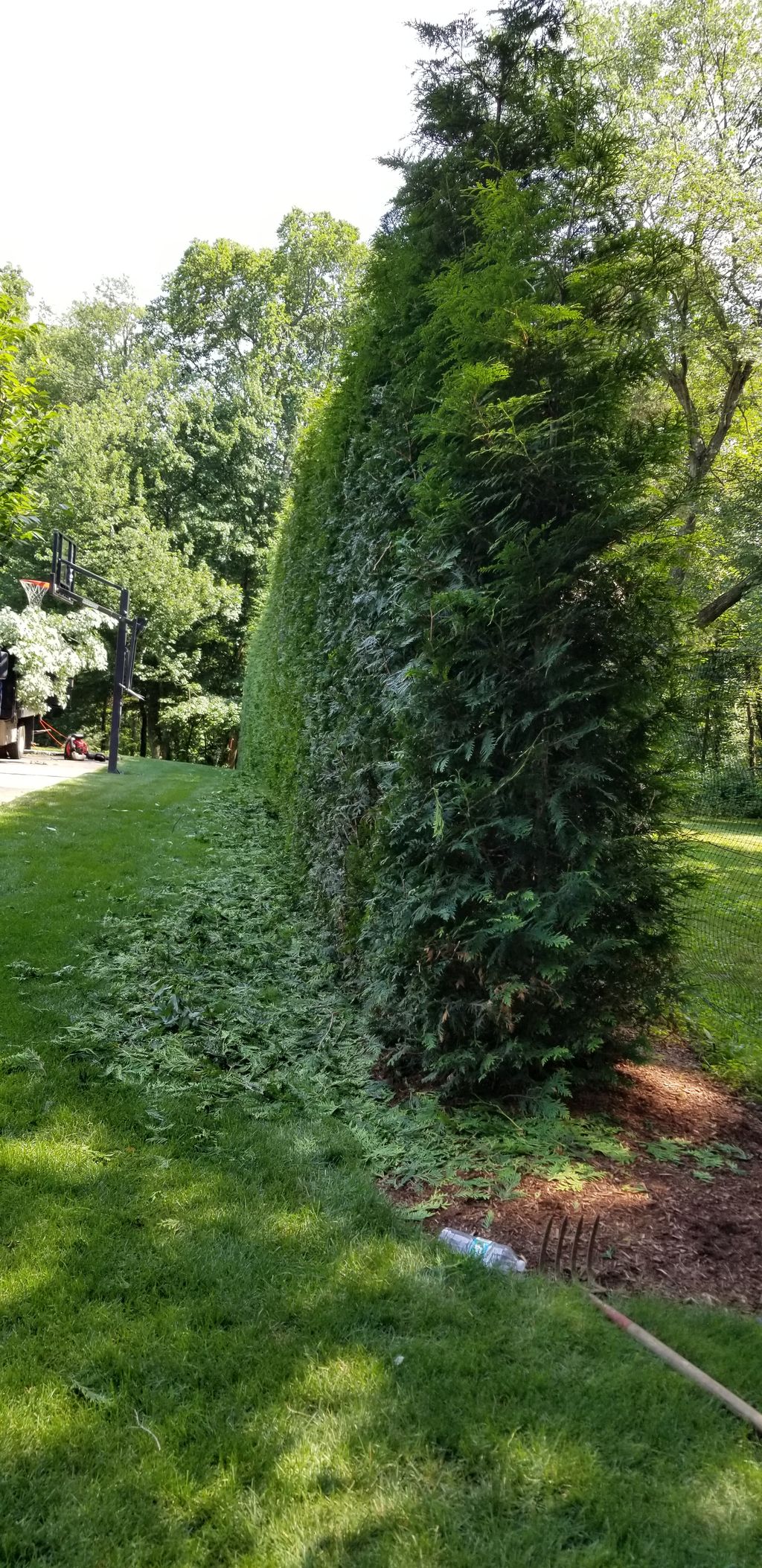 Shrub Trimming and Removal