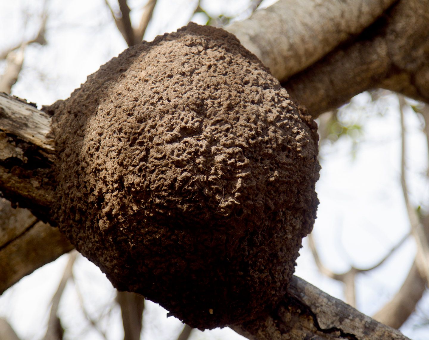 termite nest