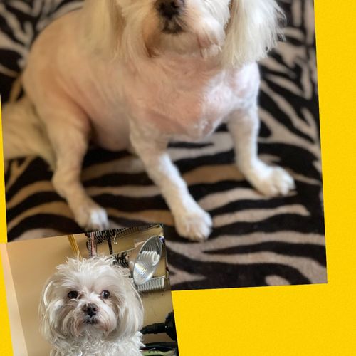 Az Dog Grooming - Phoenix, AZ