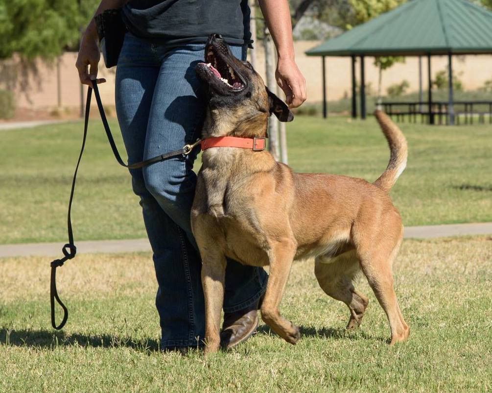 Training a clearance dog to heel