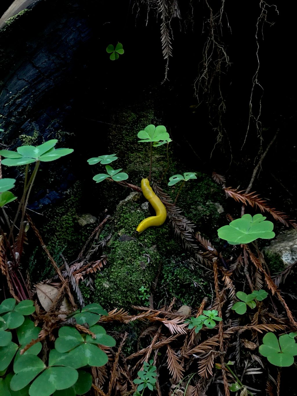 Magic is everywhere....... when eyes are truly ope