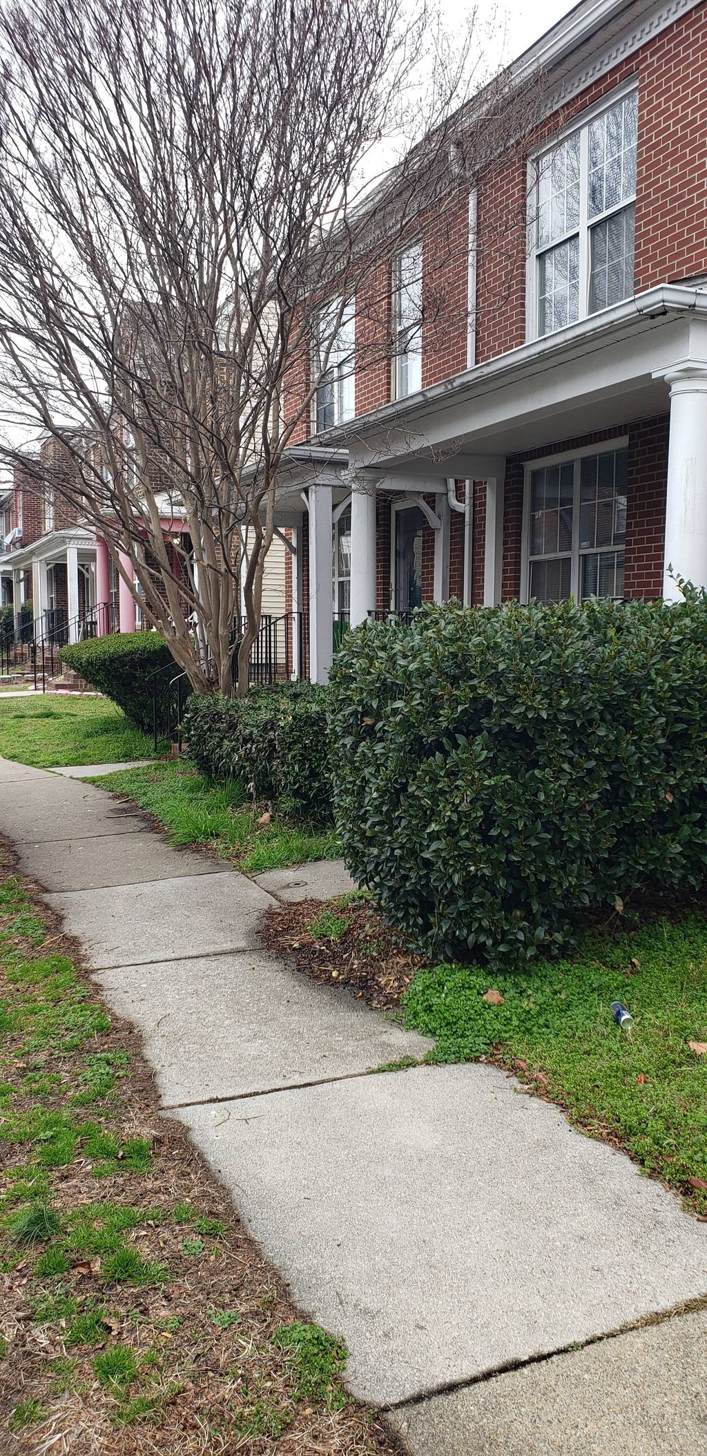 shrub removal and big crape myrtle trim before 