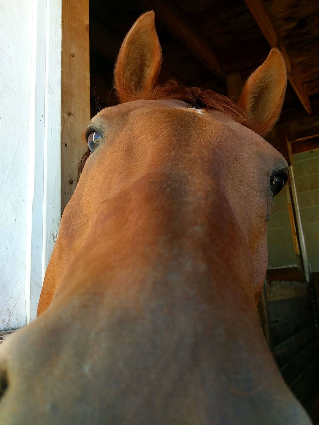 Orion. 1 of my 6 horses.