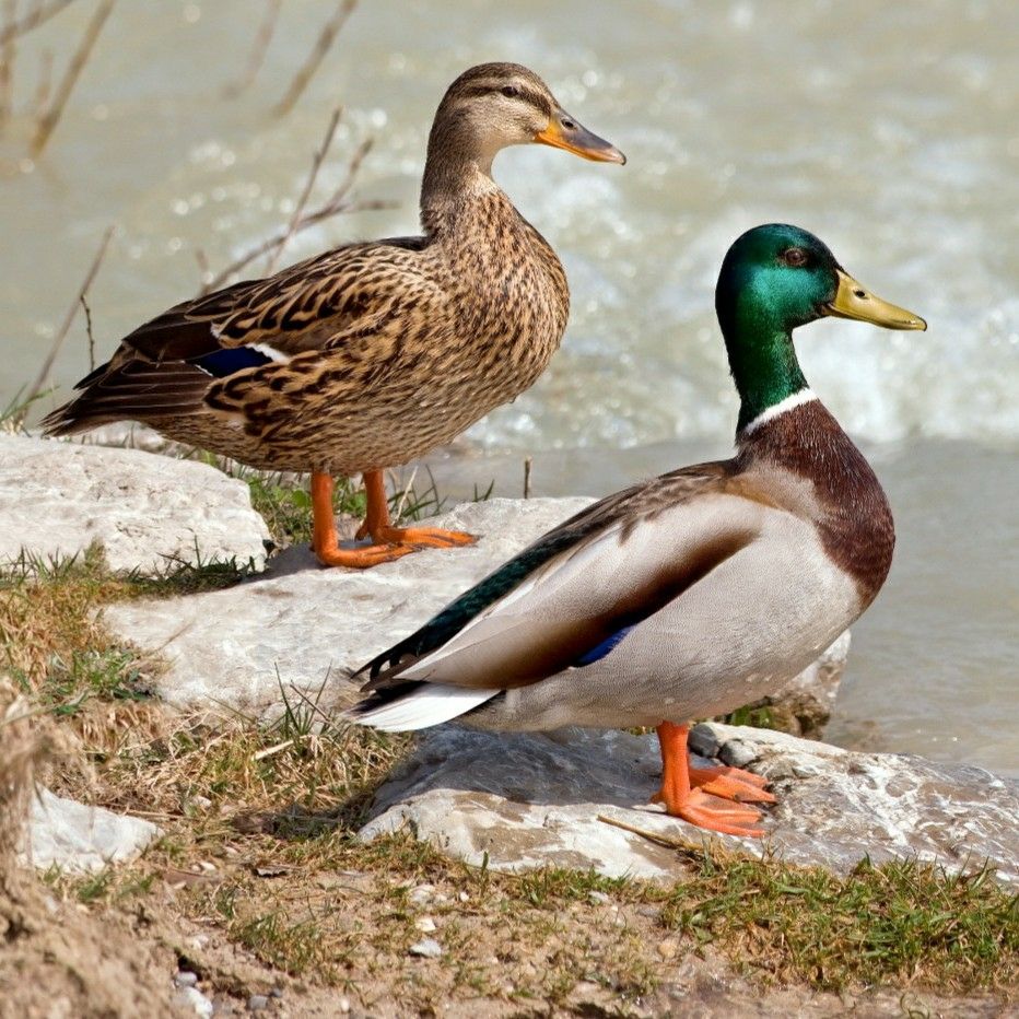 Mallard's Deck stainning and commercial cleaning