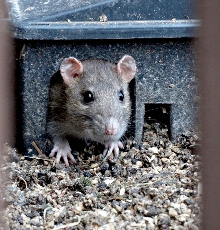 Complete Pest solution