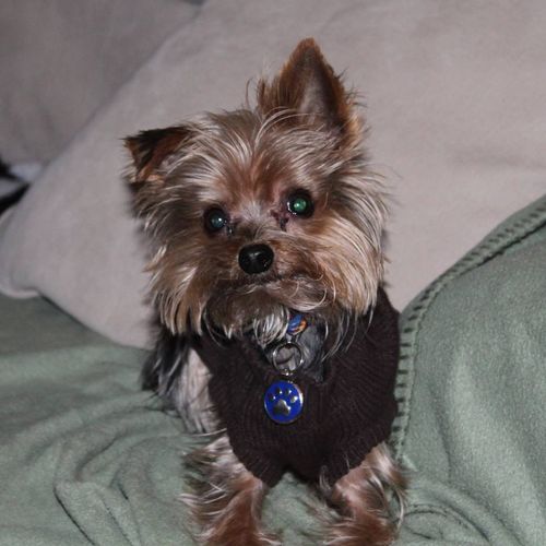 "J9K9s is awesome. My 2 year old Yorkie was a prob