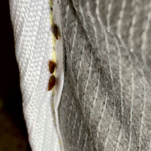 Bed bugs sighted on seam of a mattress. 