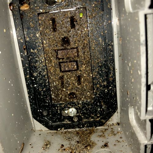 Cockroaches infesting an outlet cover inside of a 