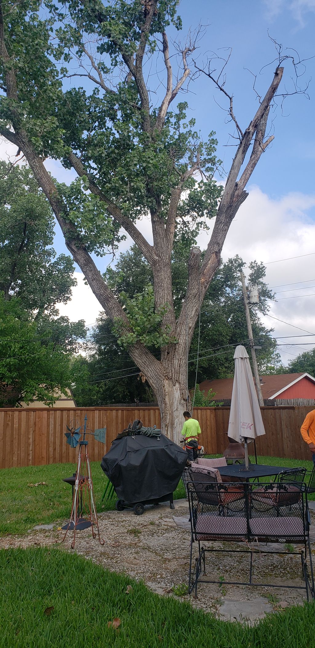 Tree Trimming and Removal