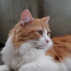 pro avatar