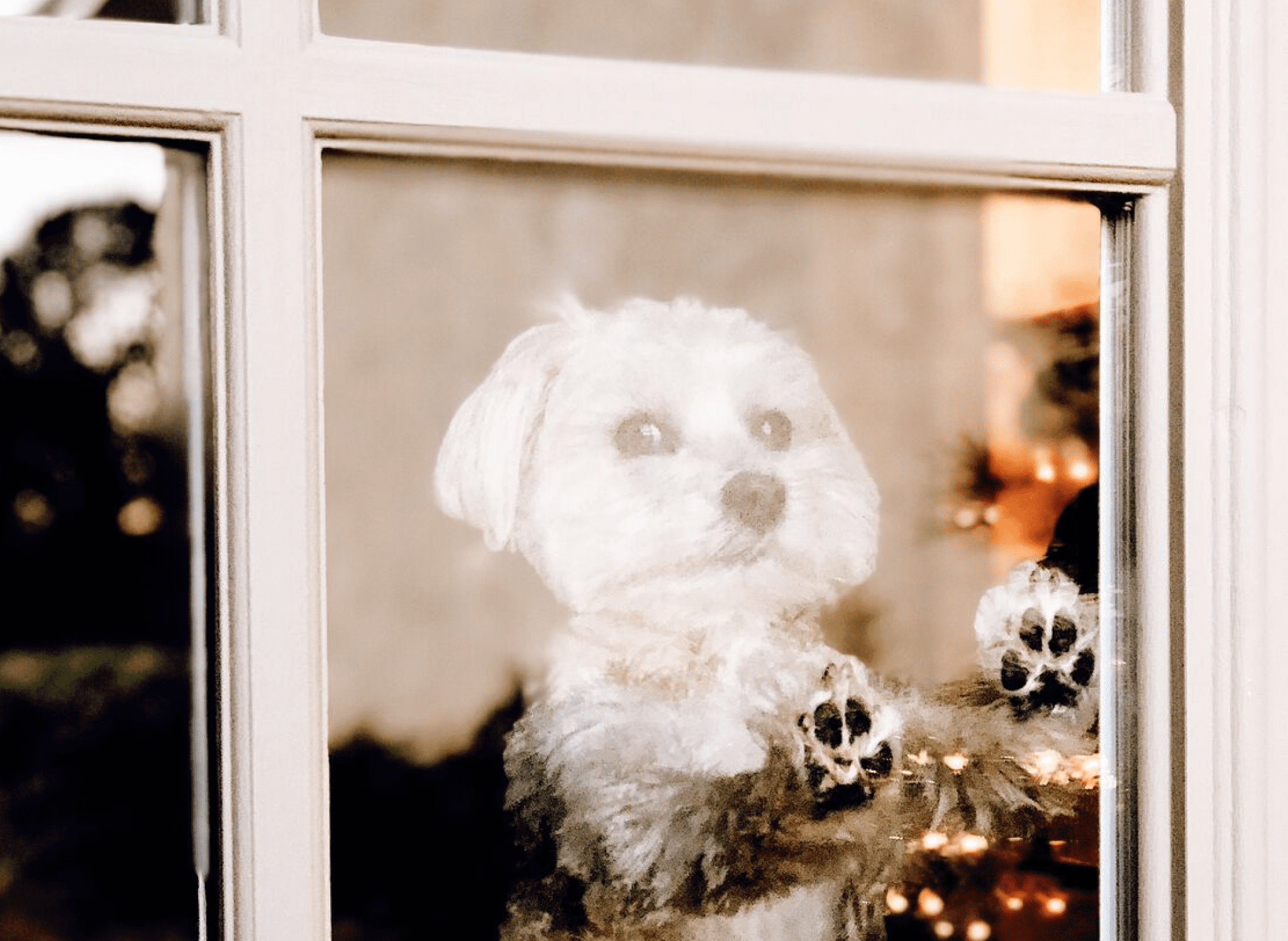 small white dog looking out the window