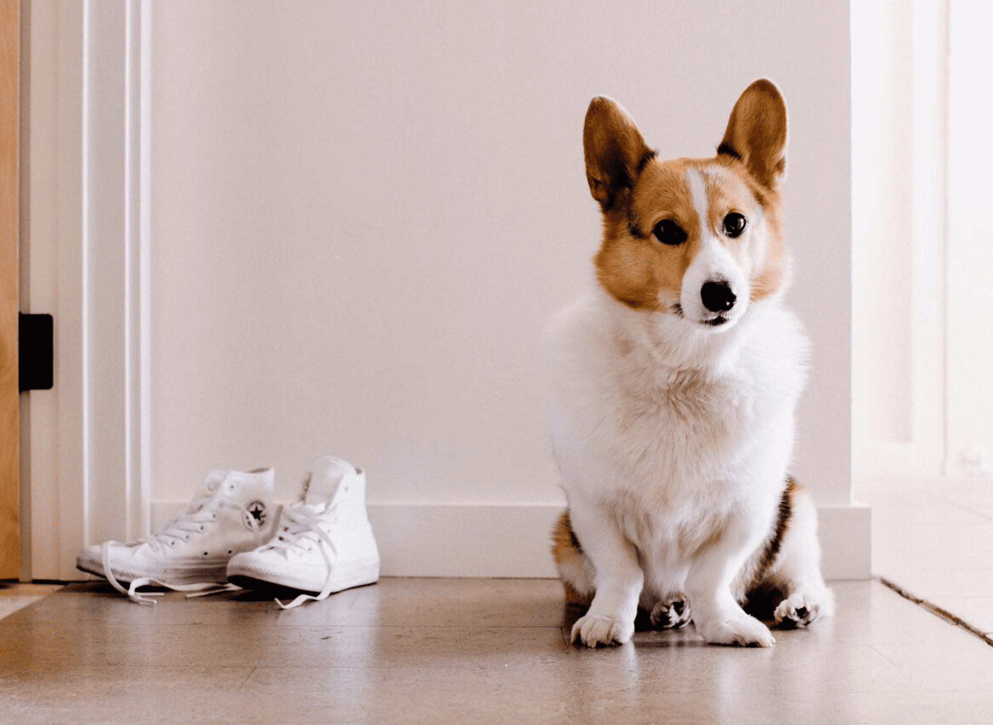 dog sitting by pair of shoes