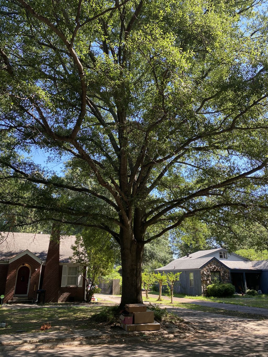 Tree Trimming and Removal