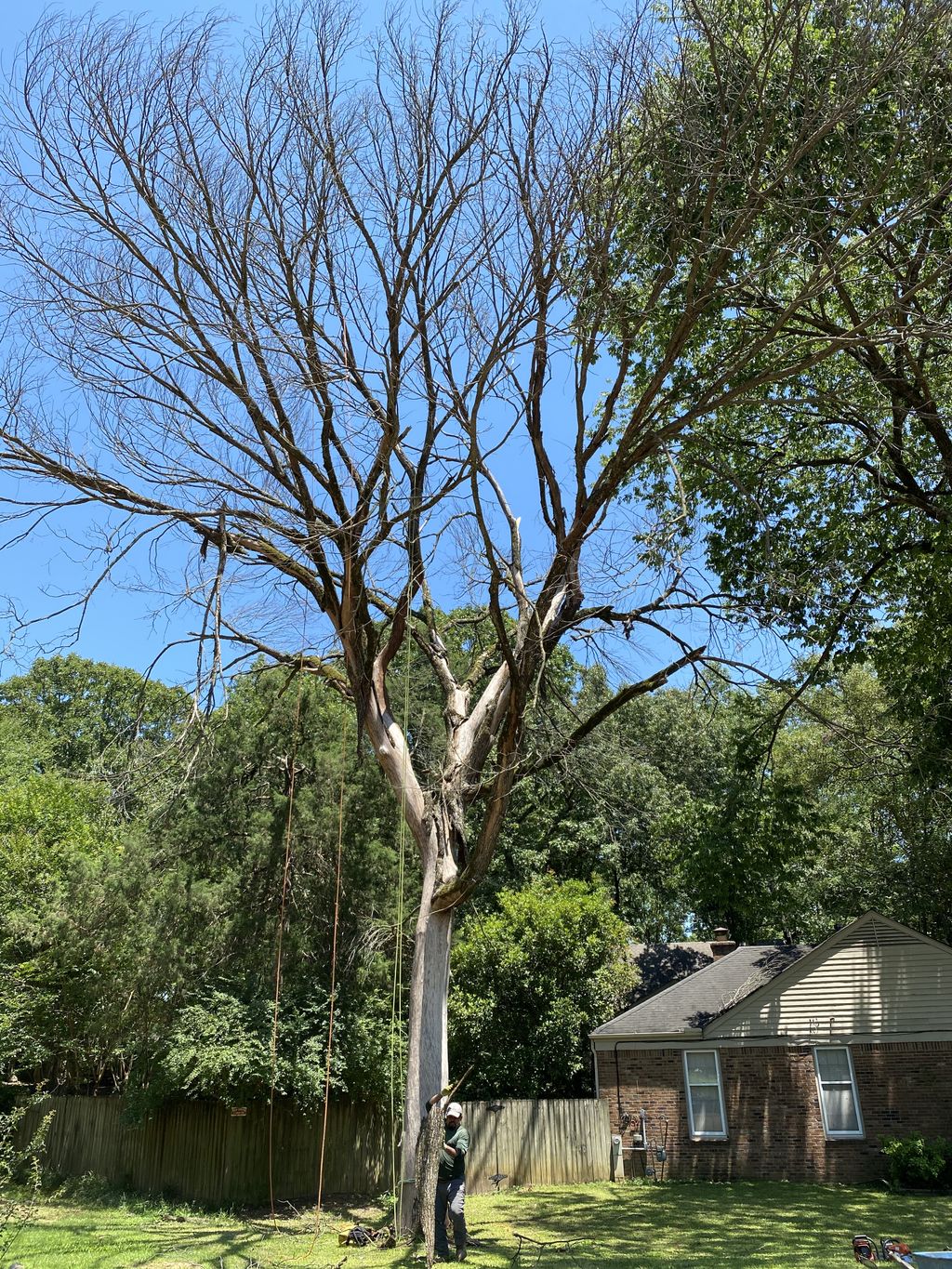 Tree Trimming and Removal