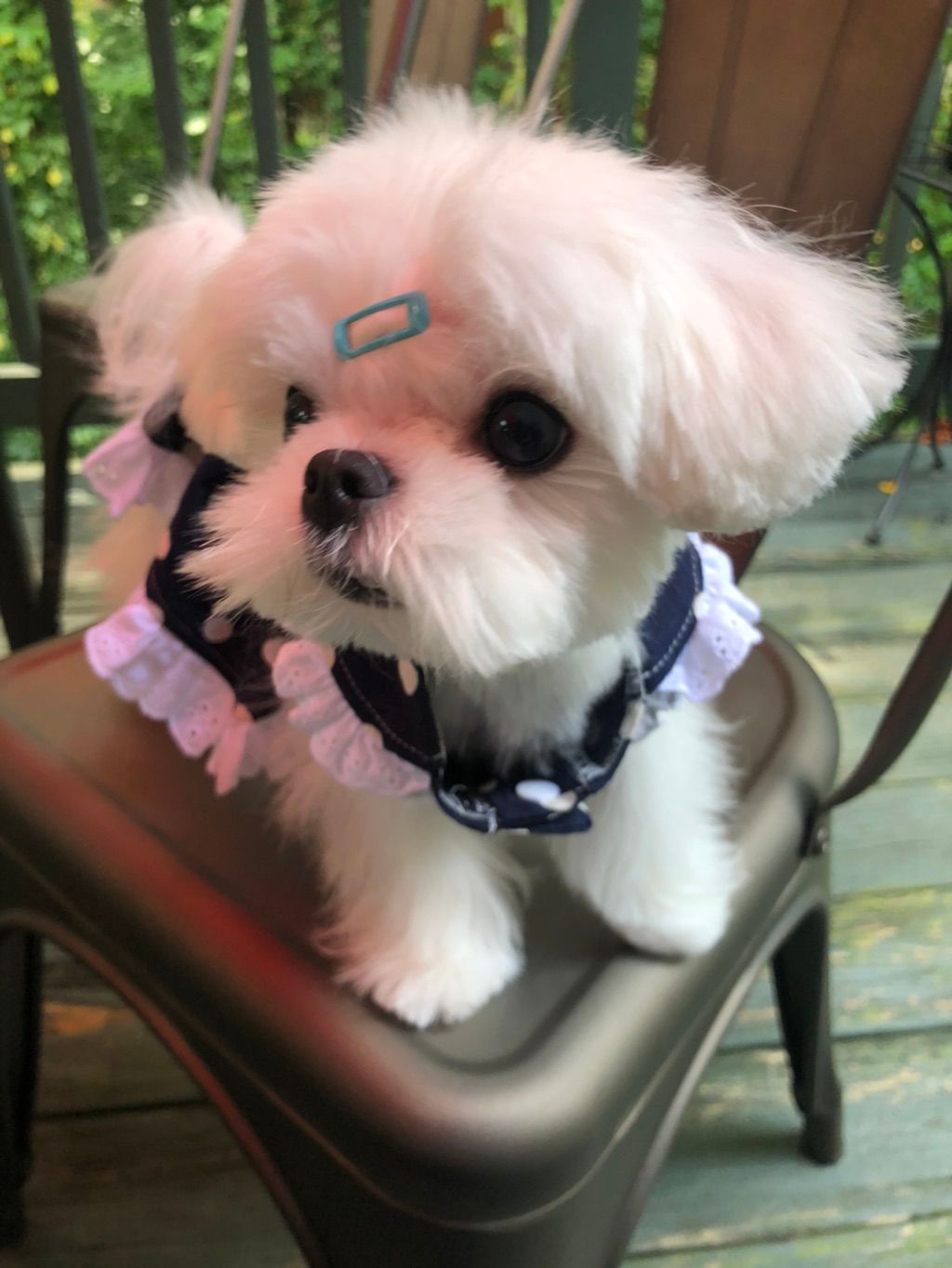 Customer photos